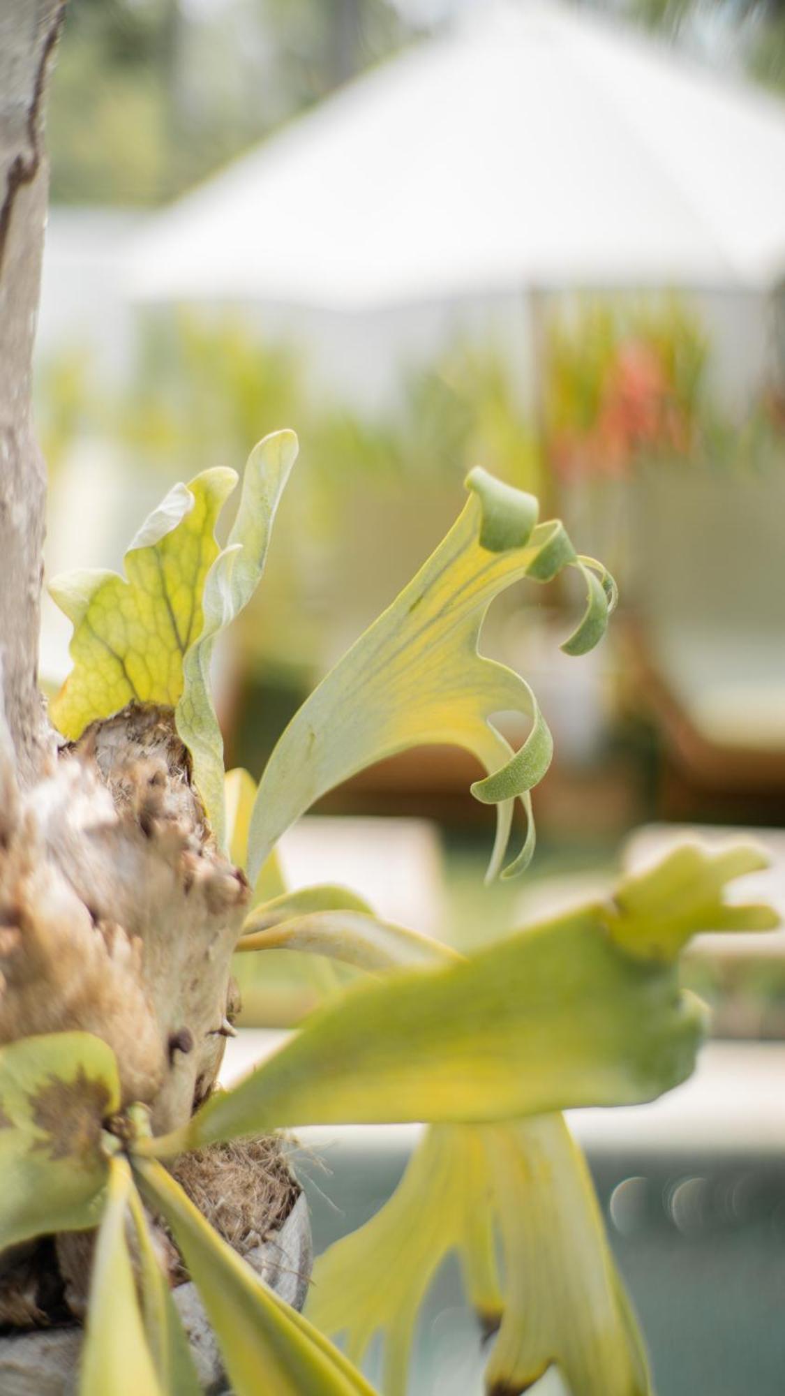 Nucifera Kuta Lombok Lägenhet Exteriör bild